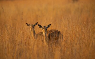 SMS-iT CRM for wildlife conservation groups: Supporter engagement and campaign tracking