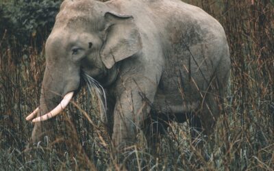 SMS-iT CRM: Supporting Wildlife Conservation with Animal Care Features