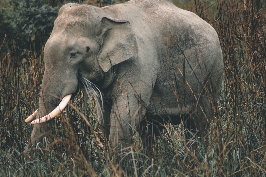 Photo Elephant sanctuary