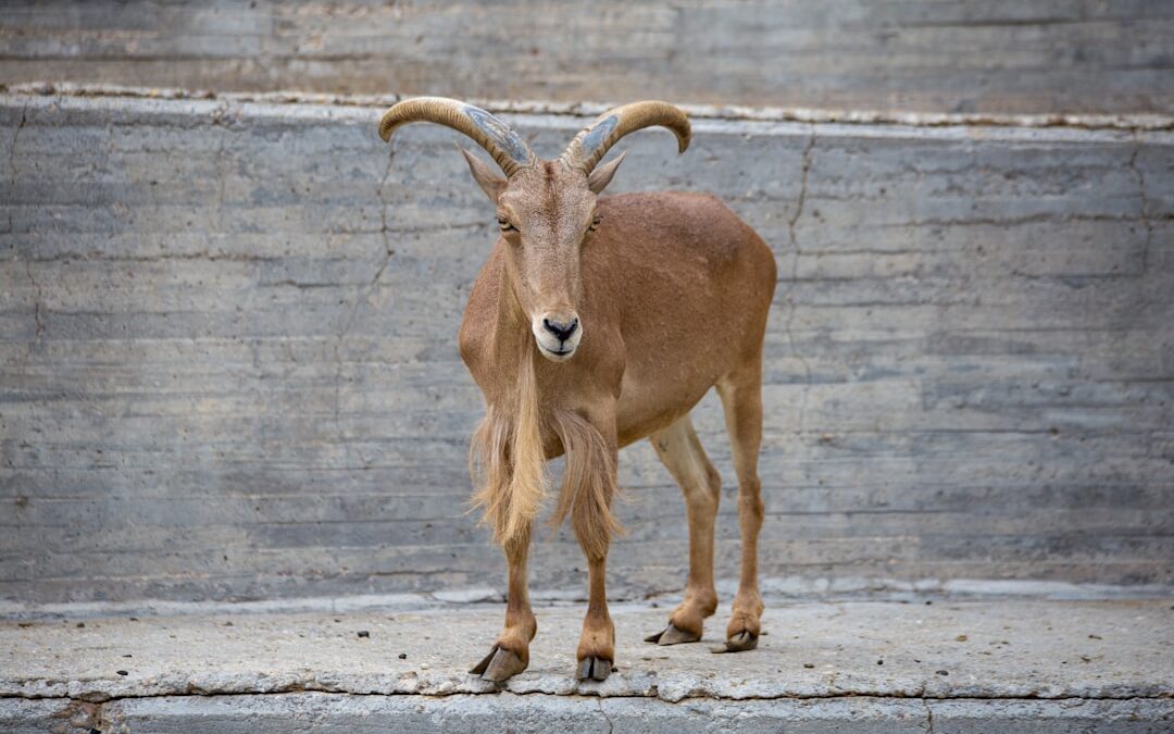 Enhancing Zoo Visitor Experiences with SMS-iT CRM’s Membership Management Tools