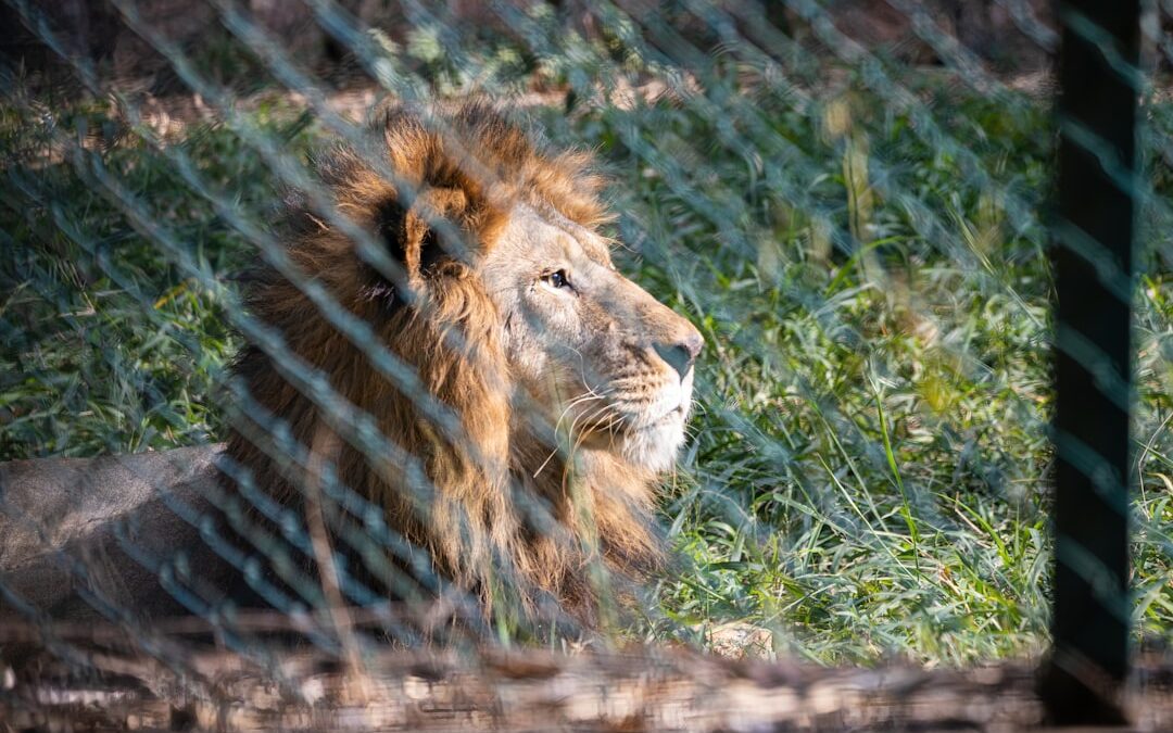 SMS-iT CRM for wildlife rehabilitation centers: Supporter engagement and campaign tracking