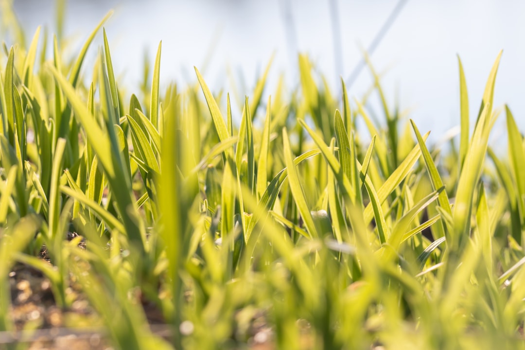 Photo Lawn mower