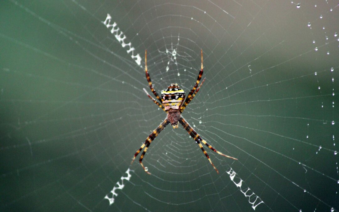 Web-Agent-iT: The Autonomous Web Operator Your Ops Team Always Wanted