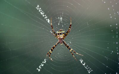 Web-Agent-iT: The Autonomous Web Operator Your Ops Team Always Wanted