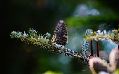 Playbooks for Seasonal Spikes (Retail & E-com)