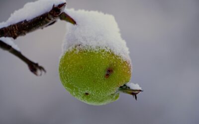 The Referral Snowball: Automate the Ask